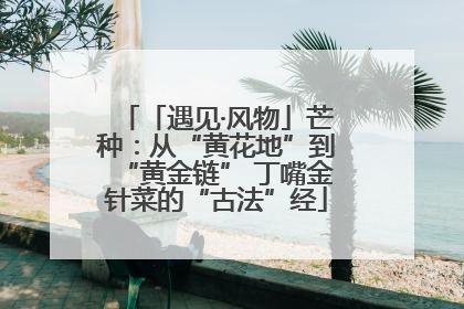 「遇见·风物」芒种：从“黄花地”到“黄金链” 丁嘴金针菜的“古法”经