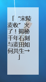 “宋陵麦收”火了！揭秘千年石刻与麦田如何共生→