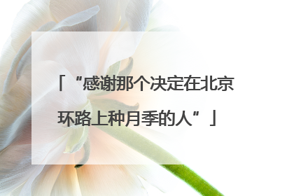 “感谢那个决定在北京环路上种月季的人”