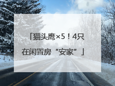 猫头鹰×5！4只在闲置房“安家”
