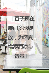百子莲在厦门多地绽放，为盛夏增添清凉与诗意