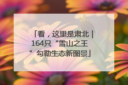 看，这里是肃北｜164只“雪山之王”勾勒生态新图景