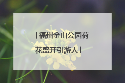 福州金山公园荷花盛开引游人