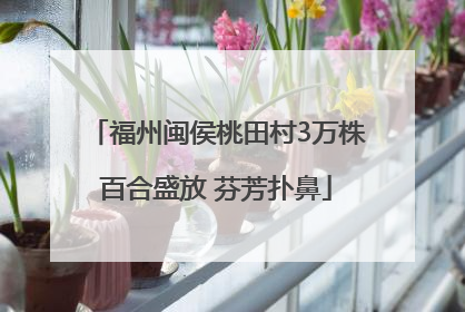 福州闽侯桃田村3万株百合盛放 芬芳扑鼻