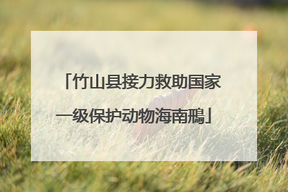 竹山县接力救助国家一级保护动物海南鳽