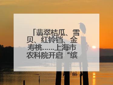 翡翠桔瓜、雪贝、红铃铛、金寿桃……上海市农科院开启“缤纷蔬菜之约”