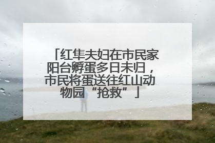 红隼夫妇在市民家阳台孵蛋多日未归，市民将蛋送往红山动物园“抢救”