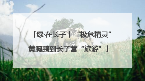 绿·在长子丨“极危精灵”黄胸鹀到长子营“旅游”