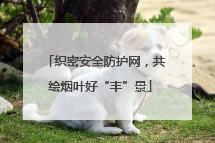 织密安全防护网，共绘烟叶好“丰”景