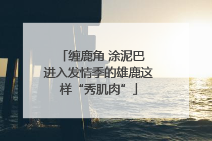 缠鹿角 涂泥巴 进入发情季的雄鹿这样“秀肌肉”