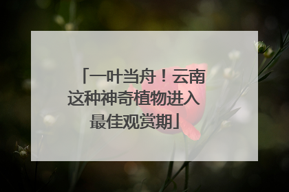 一叶当舟！云南这种神奇植物进入最佳观赏期