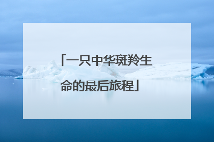 一只中华斑羚生命的最后旅程
