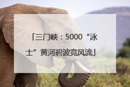 三门峡：5000“泳士”黄河碧波竞风流