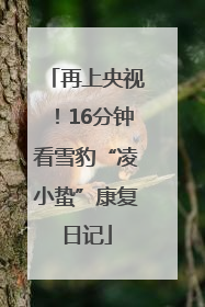 再上央视！16分钟看雪豹“凌小蛰”康复日记