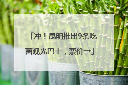 冲！昆明推出9条吃菌观光巴士，票价→