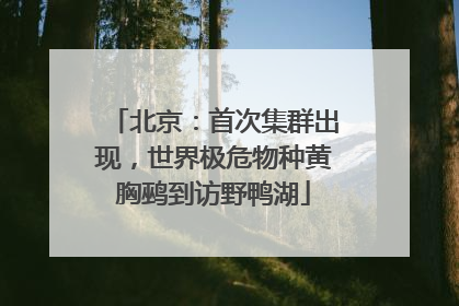 北京：首次集群出现，世界极危物种黄胸鹀到访野鸭湖