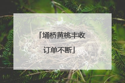 埇桥黄桃丰收 订单不断