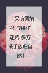 呆萌领角鸮“组团”迷路 多方携手放归自然