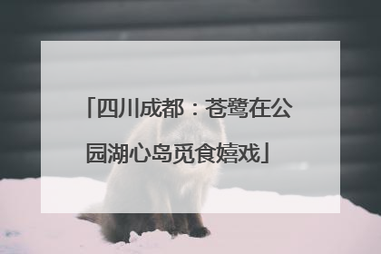 四川成都：苍鹭在公园湖心岛觅食嬉戏