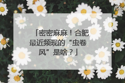 密密麻麻！合肥最近频现的“虫卷风”是啥？