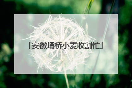 安徽埇桥小麦收割忙