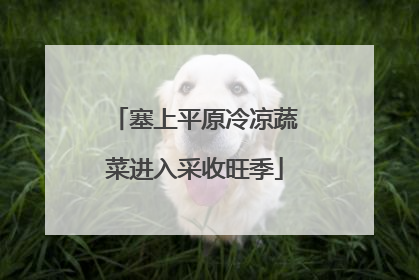 塞上平原冷凉蔬菜进入采收旺季