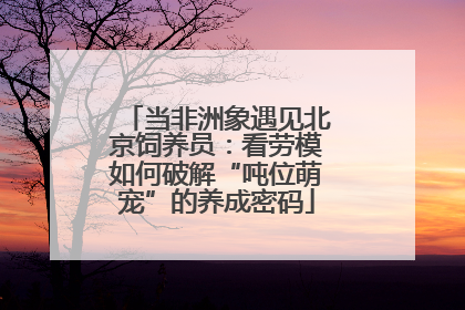 当非洲象遇见北京饲养员：看劳模如何破解“吨位萌宠”的养成密码