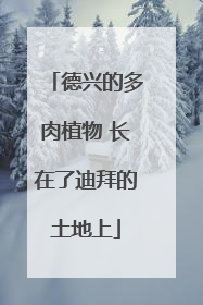 德兴的多肉植物 长在了迪拜的土地上
