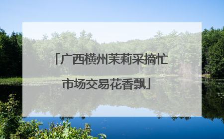 广西横州茉莉采摘忙 市场交易花香飘