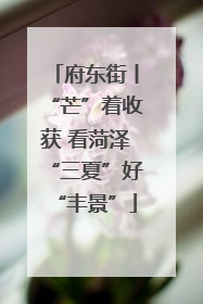 府东街丨“芒”着收获 看菏泽“三夏”好“丰景”