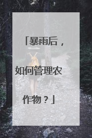 暴雨后，如何管理农作物？