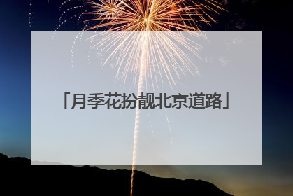 月季花扮靓北京道路