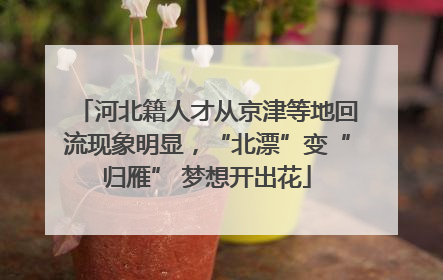 河北籍人才从京津等地回流现象明显，“北漂”变“归雁” 梦想开出花