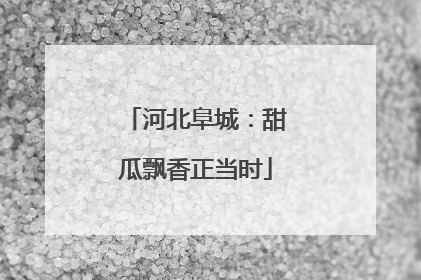 河北阜城：甜瓜飘香正当时