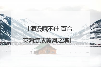 浪漫藏不住 百合花海绽放黄河之滨