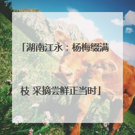 湖南江永：杨梅缀满枝 采摘尝鲜正当时