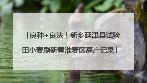 良种+良法！新乡延津县试验田小麦刷新黄淮麦区高产记录