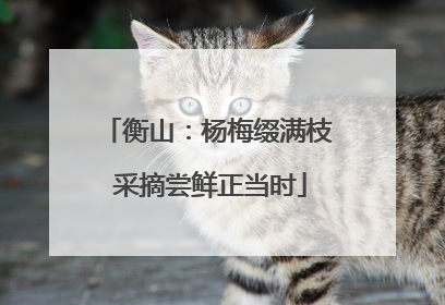 衡山：杨梅缀满枝 采摘尝鲜正当时