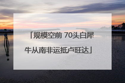 规模空前 70头白犀牛从南非运抵卢旺达