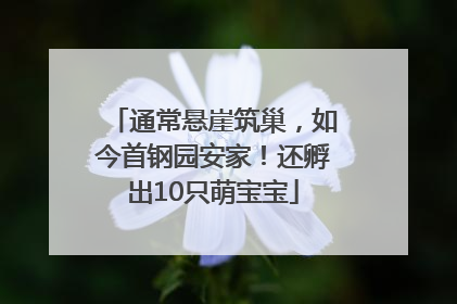 通常悬崖筑巢，如今首钢园安家！还孵出10只萌宝宝