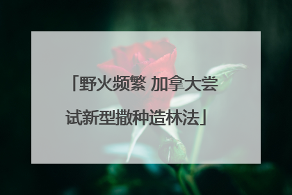 野火频繁 加拿大尝试新型撒种造林法