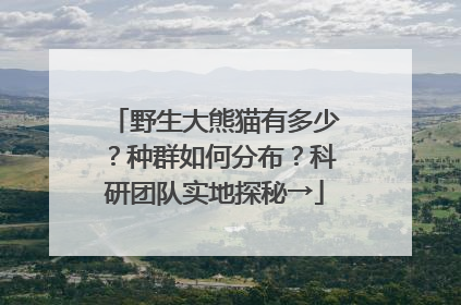 野生大熊猫有多少？种群如何分布？科研团队实地探秘→