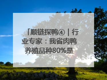 顺链探鸭④｜行业专家：我省肉鸭养殖品种80%是樱桃谷鸭