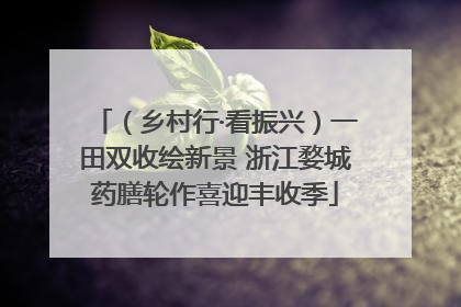 （乡村行·看振兴）一田双收绘新景 浙江婺城药膳轮作喜迎丰收季