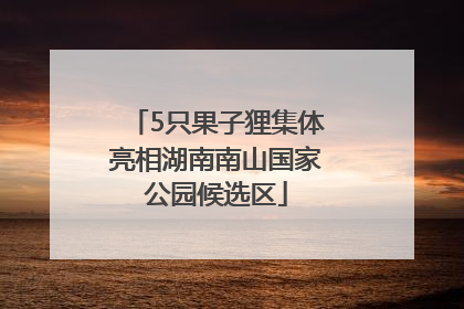 5只果子狸集体亮相湖南南山国家公园候选区